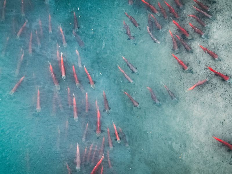 Spawning Salmon from the Lodge
