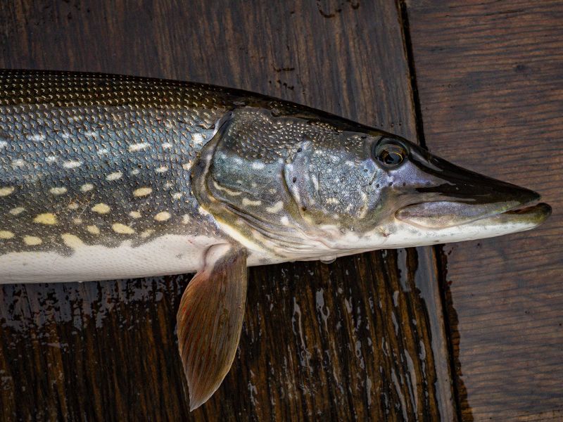Northern Pike Fishing near Anchorage