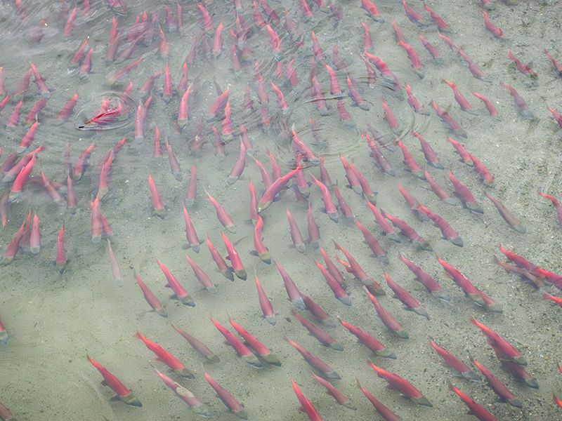 Sockeye Salmon Staging