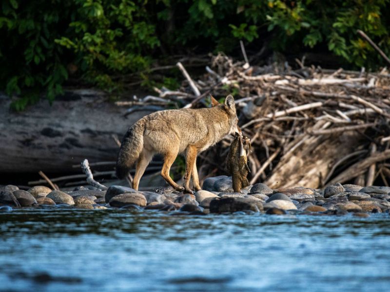 Coyote at Chelatna Lake Lodge Alaska