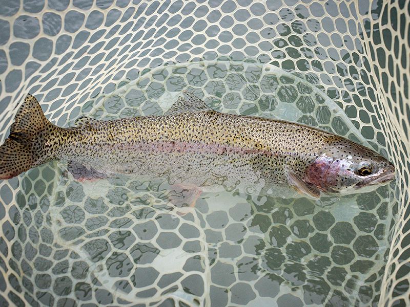 Rainbow Trout Fishing in Denali