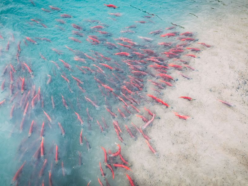 Sockeye Salmon from above
