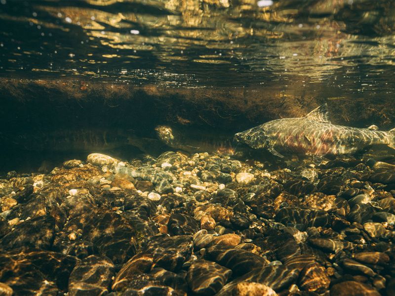 Chum Salmon Spawning