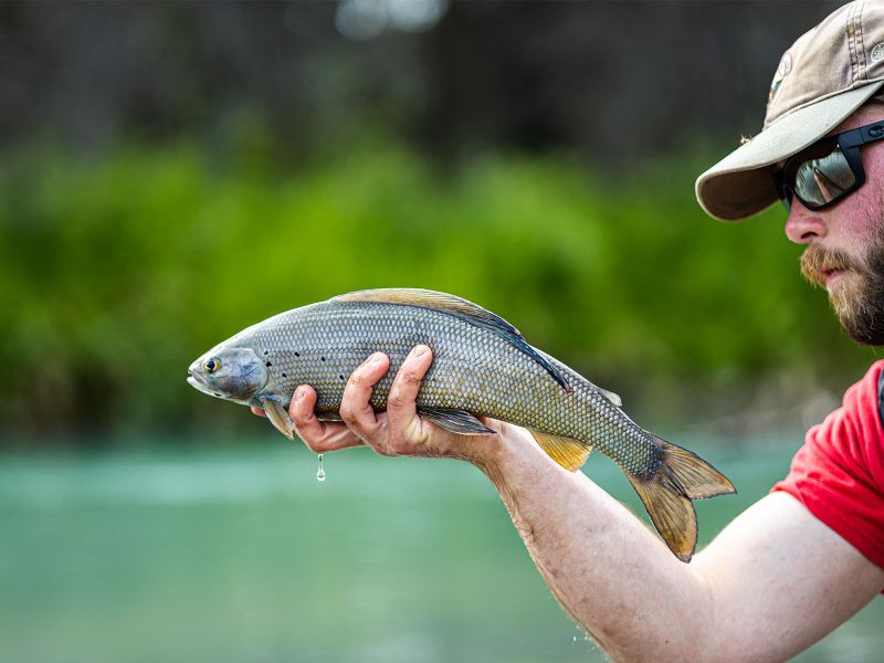 Grayling on Chelatna Lake Lodge Alaska