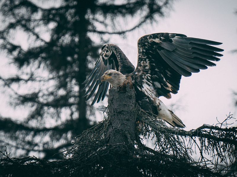 Juvenille Bald Eagle
