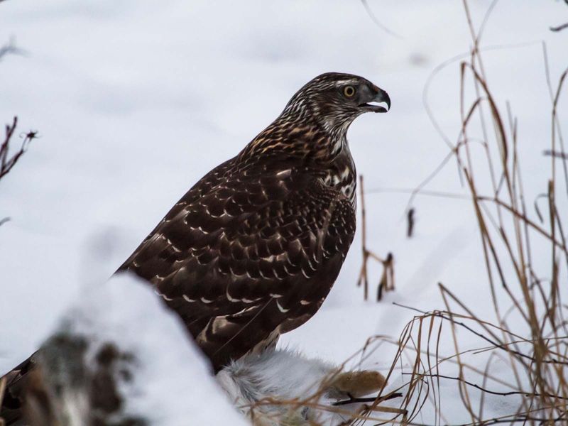 Falcon feasting on a snowshoe hare in Denali National Park