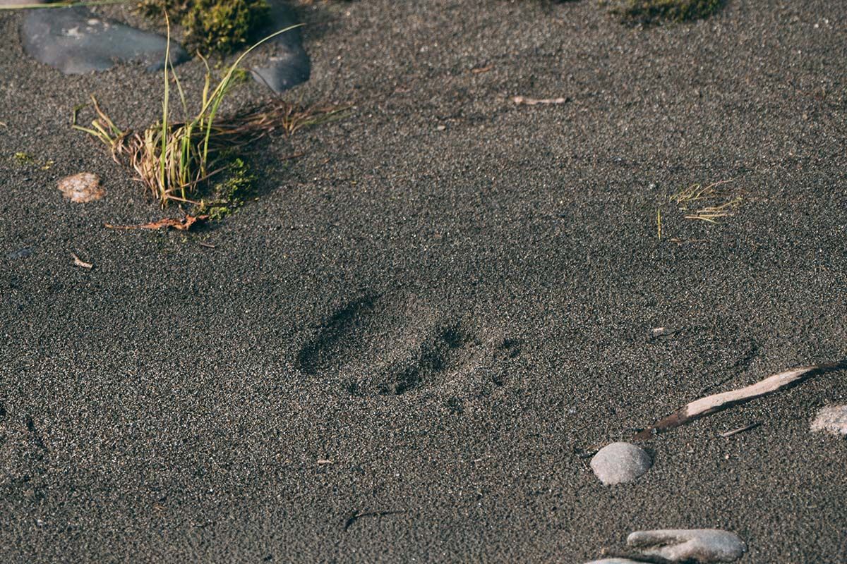 Identifying animal tracks in Denali