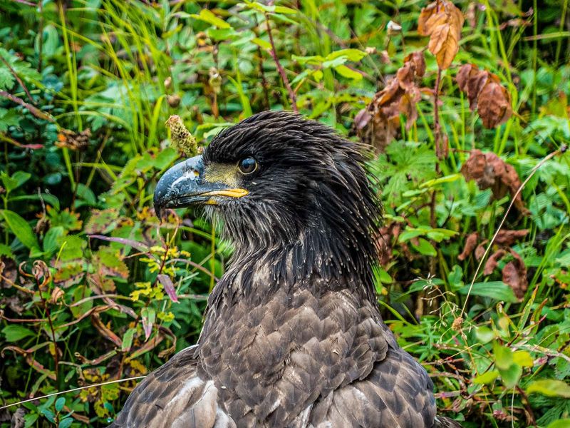 Golden Eagle eating salmon near Chelatna Lake 