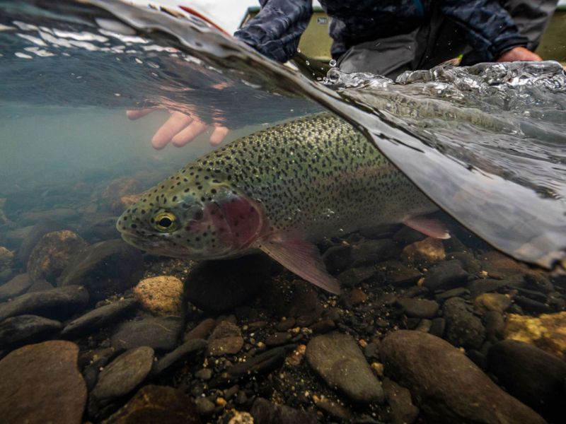 Rainbow Trout Fishing Alaska 