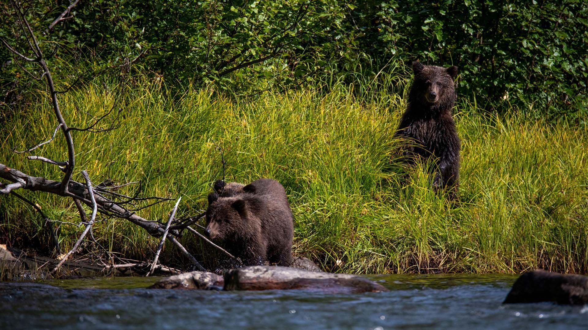 Grizzly Bears and Cubs near Denali National Park
