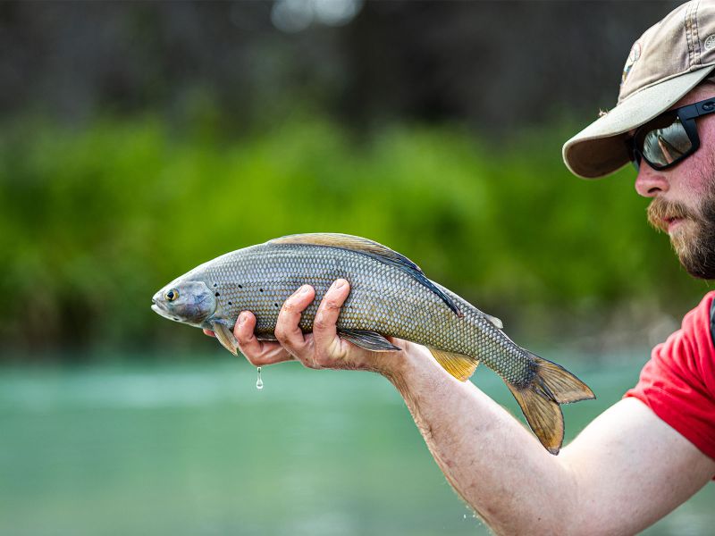 Grayling on Chelatna Lake Lodge Alaska 